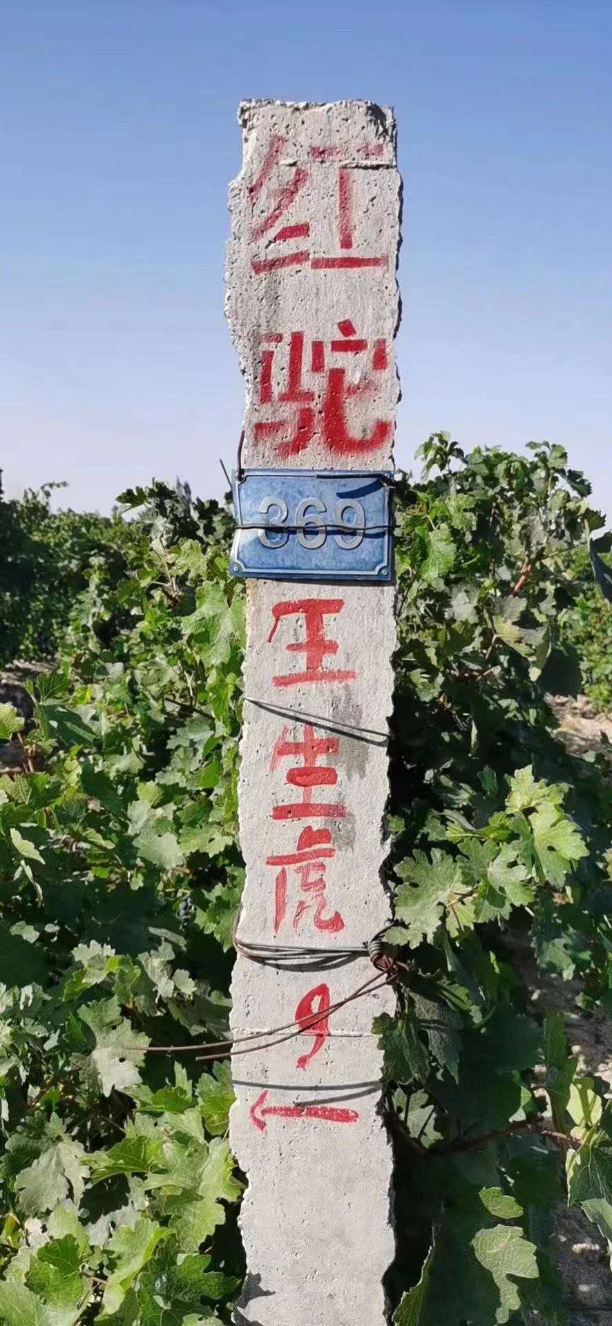 红驼新疆葡萄种植基地—红酒专卖店