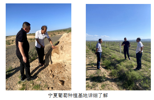宁夏葡萄种植基地考察土壤